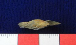 N/A (Brachiopod)