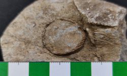 N/A (Brachiopod)