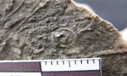 Nummulite sp.