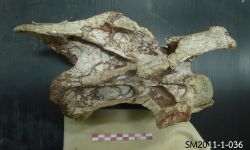 ภูเวียงโกซอรัส สิรินธรเน