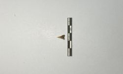 คาร์คาไรนัส ลูคัส