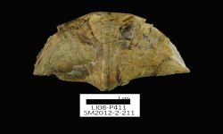 N/A (Brachiopod)