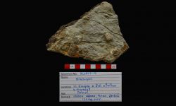 N/A (Brachiopod)