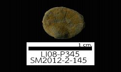 N/A (Brachiopod)