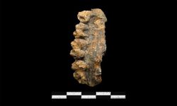 Anthracokeryx thailandicus
