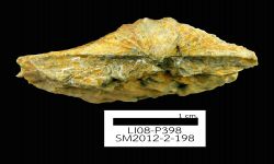 N/A (Brachiopod)