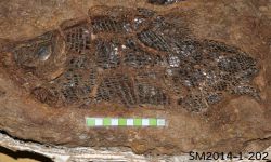 เลปิโดเทส พุทธบุตรเอนซิส