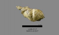 Chonetinella sp. B