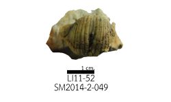 cf. Reticulatia sp.B