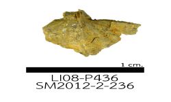cf. Acuminothyris sp