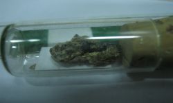 Eubiodectes sp.