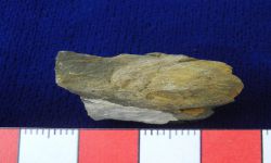 N/A (Brachiopod)