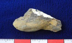 N/A (Brachiopod)